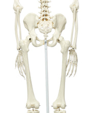 Stan the classic skeleton on roller stand