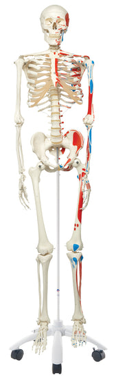 Max the muscle skeleton on roller stand
