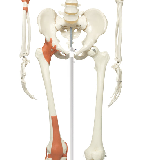 Leo the ligament skeleton on roller stand