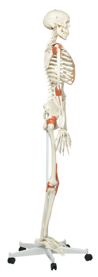 Leo the ligament skeleton on roller stand