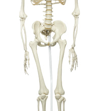 Phil the physiological skeleton on hanging roller stand