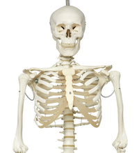 Phil the physiological skeleton on hanging roller stand