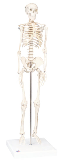 Shorty the mini skeleton on mounted base