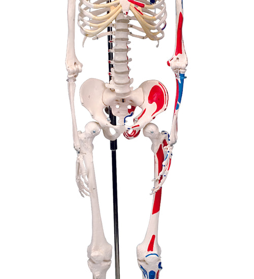 Shorty the mini skeleton with muscles on hanging stand