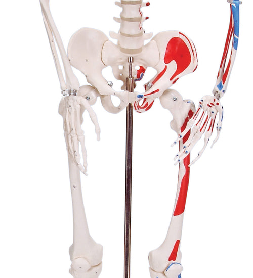 Shorty the mini skeleton with muscles on mounted base