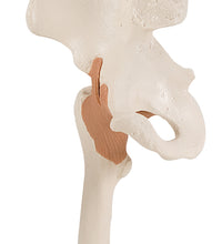 Functional hip joint