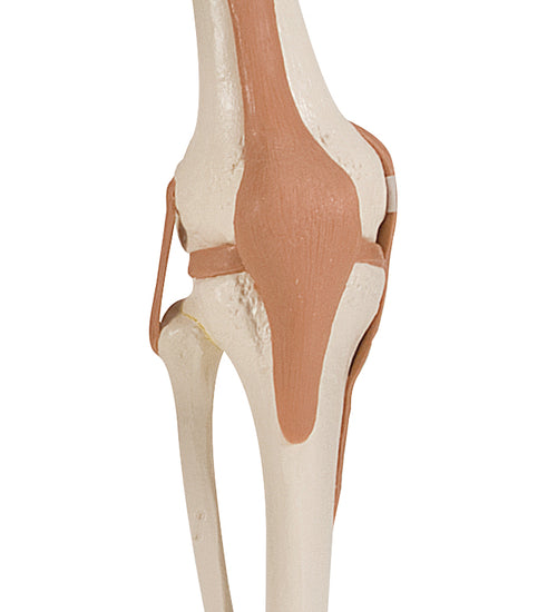 Functional knee joint