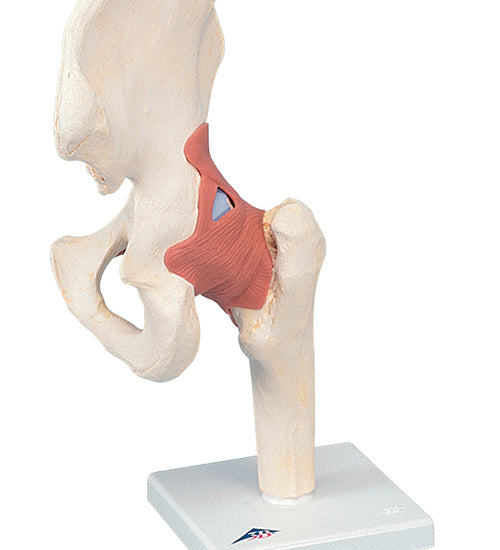 Functional hip joint, deluxe