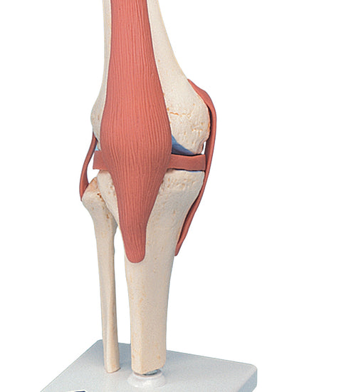 Functional knee joint, deluxe