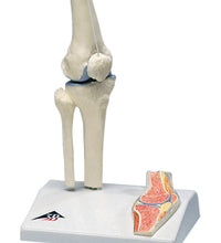 Mini knee joint with cross section of bone on base
