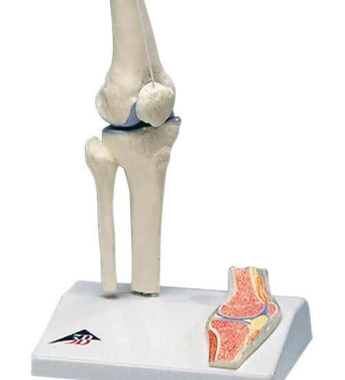 Mini knee joint with cross section of bone on base