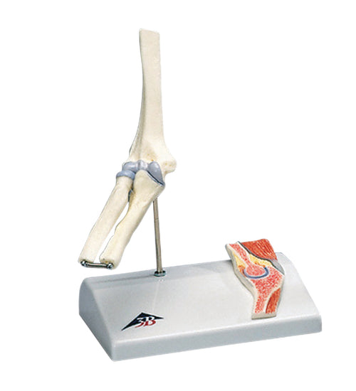 Mini elbow joint with cross section of bone on base