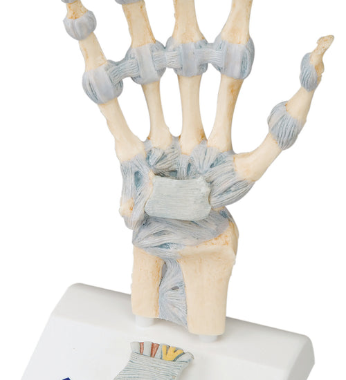 Hand skeleton with ligaments