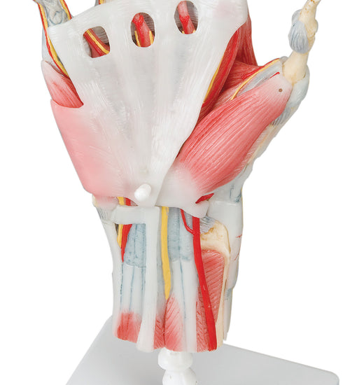 Hand skeleton with removable ligaments & muscles, 4-part