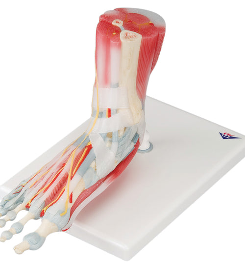 Foot skeleton with removable ligaments & muscles, 6-part