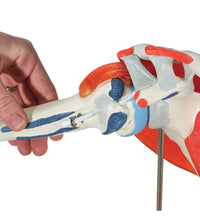 Shoulder joint with rotator cuff