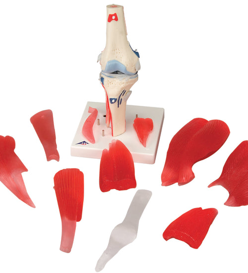Knee joint with removable muscles, 12-part