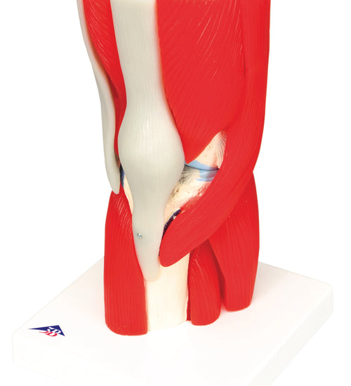 Knee joint with removable muscles, 12-part