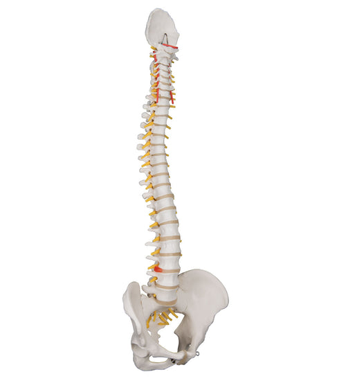 Flexible spine, classic, with male pelvis