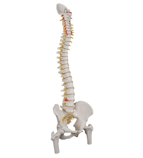 Flexible spine, classic, with femur heads