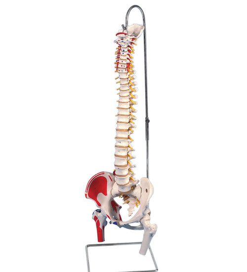 Flexible spine, classic, with femur heads, muscles