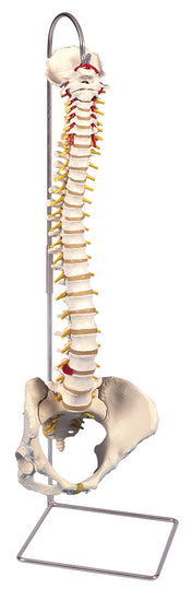 Flexible spine, classic, with female pelvis
