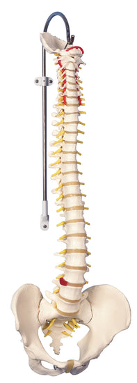 Flexible spine, didactic