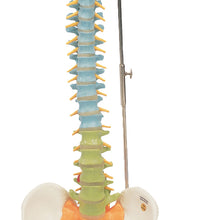 Flexible spine, didactic with femur heads