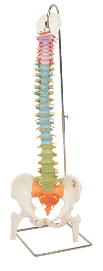 Flexible spine, didactic with femur heads