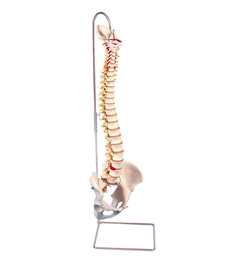 Highly flexible flexible spine without stand