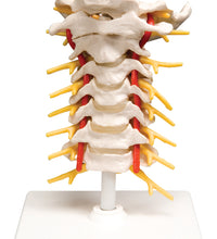 Cervical spinal column