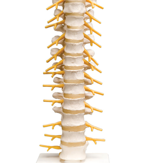 Thoracic spinal column