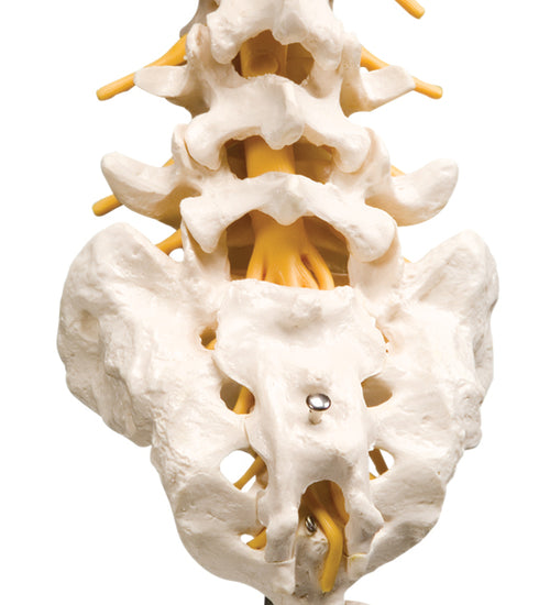Lumbar spinal column