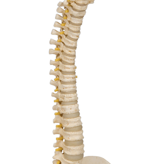 Pediatric spine (BONElike)