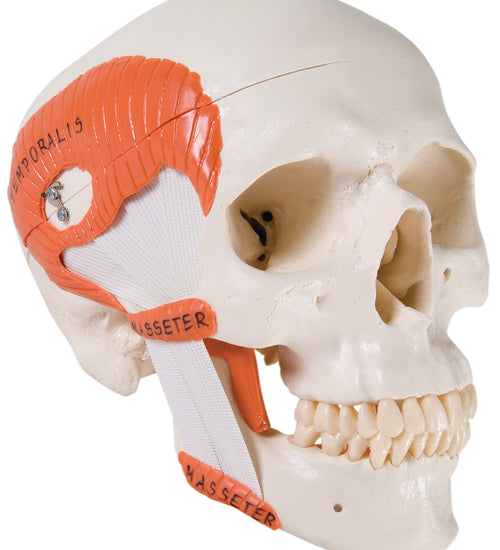 Functional skull, 2 part with masticator muscles