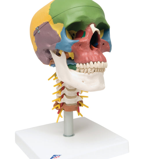 Didactic skull, 4 part, on cervical spine