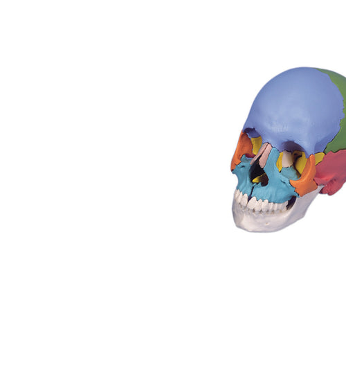 Didactic skull, Beauchene 22-part