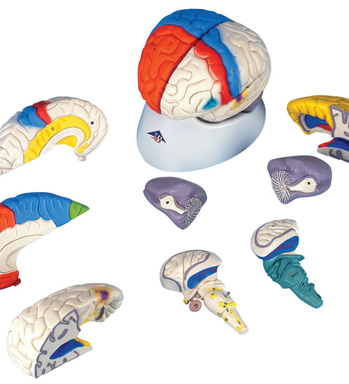 Deluxe brain neuro-anatomical, 8-part