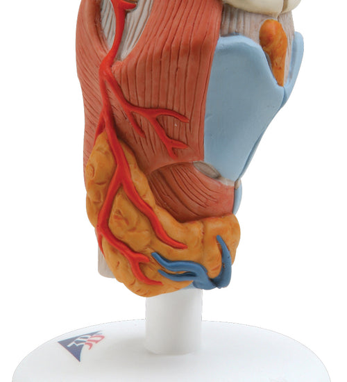 Larynx, 2-part
