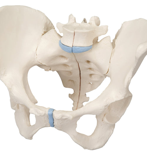 Female pelvis, 3-part