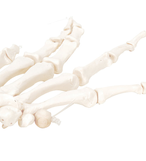 Loose bones, hand skeleton (nylon)