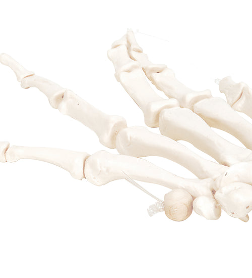 Loose bones, hand skeleton (nylon)