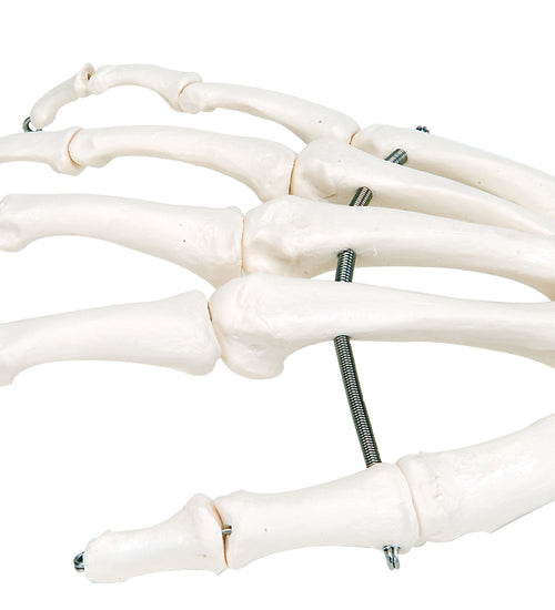 Loose bones, hand skeleton (wire)