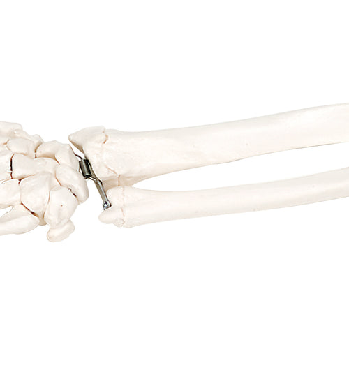 Loose bones, hand skeleton with ulna and radius (bungee)