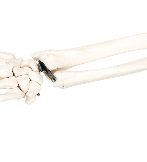 Loose bones, hand skeleton with ulna and radius (wire)