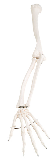 Loose bones, arm skeleton (wire)