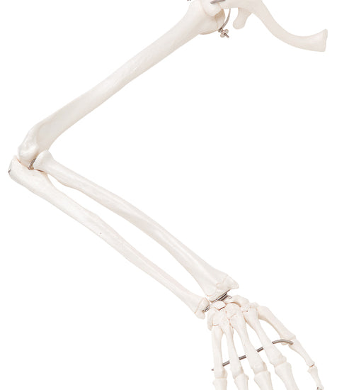Loose bones, arm skeleton with scapula and clavicle (wire)