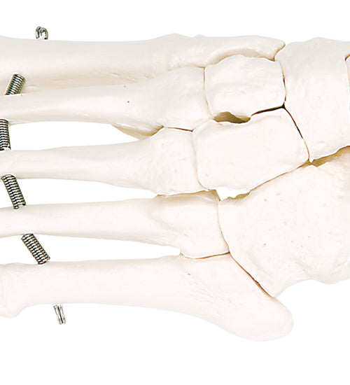 Loose bones, foot skeleton (wire)