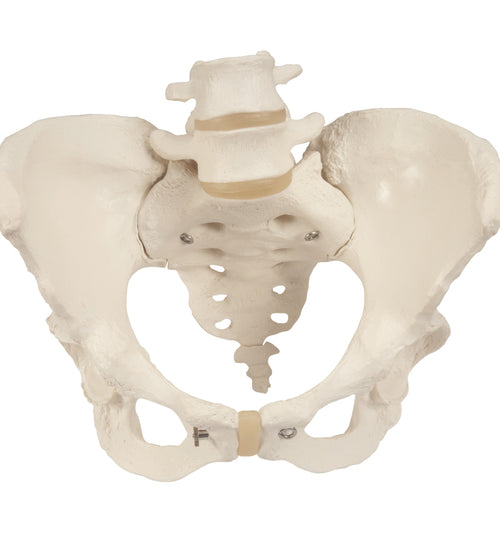 Pelvic Skeleton, female, with movable femur heads