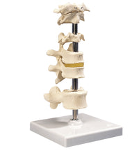 6 mounted vertebrae with removable stand